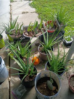 Aloevera