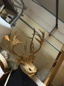 Caribou Head Antlers large taxidermy mount