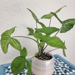 Arrowhead Plant In Pot