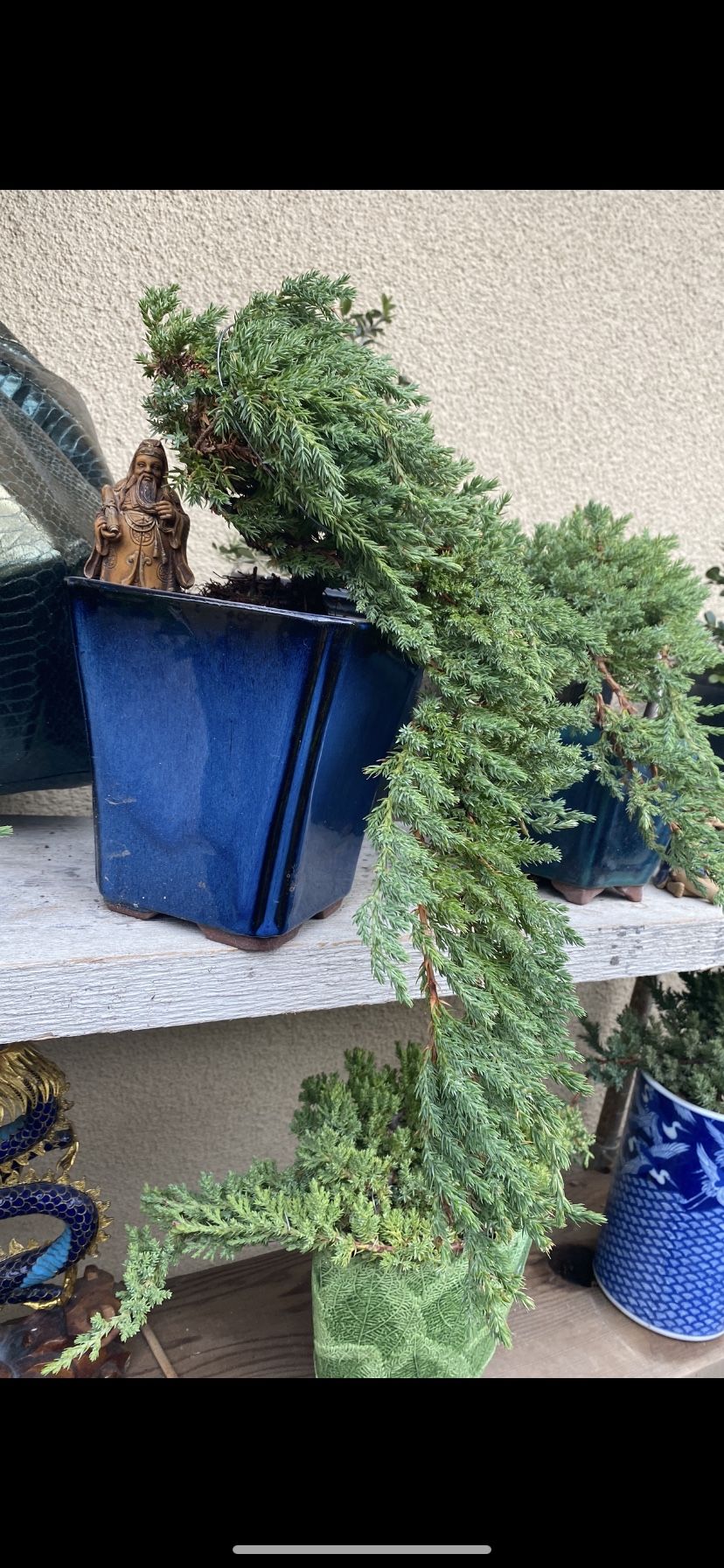 Bonsai Plants For Sale $60 Each