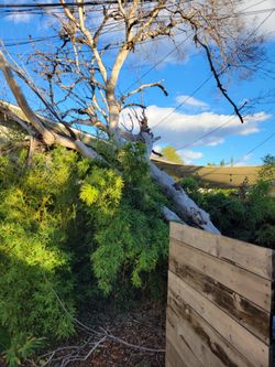 Tree Work