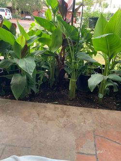 Part two of the many plants available for sale