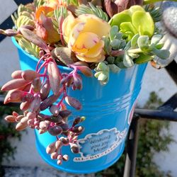 Last Minute Mother's Day Gifts Succulents 