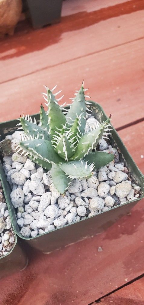 aloe erinacea