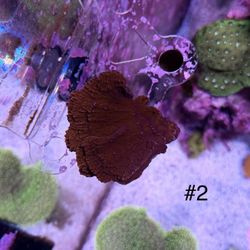 Plating Montipora Frag