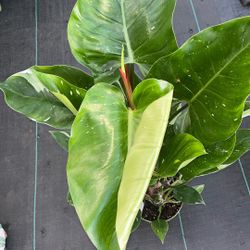Variegated Philodendron 'White Princess 8 Inch Pot