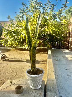 Snake Plant