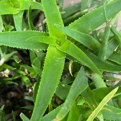 Climbing Aloe