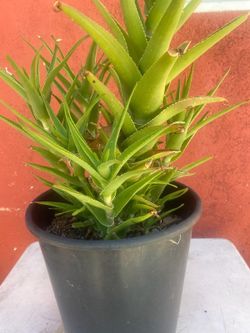 Climbing Aloe