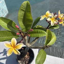 Plumeria