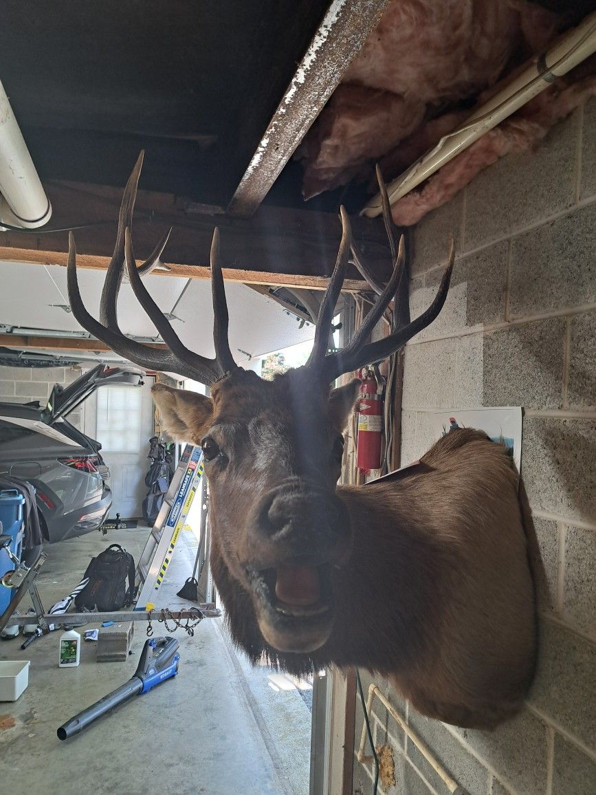 ELK Mount- Killed in Colorado