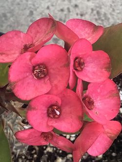 Corona de cristo Ruby