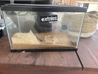 20 Gallon Tank For Bearded Dragon