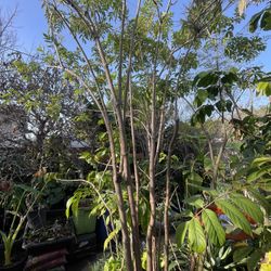 Free Elder Berry Tree  in 5 gallon plastic pot/About 10’ tall/Not Heavy But Will Need A Truck/If Ad Is Still Up It’s Still Available.