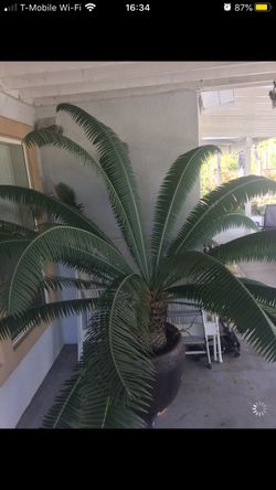 Species of A Special Sago Palm Tree