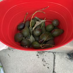 Avocado 
