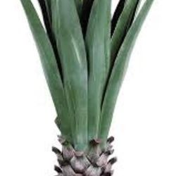 New Inbox Agave Plant 