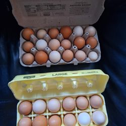 Fresh Eggs