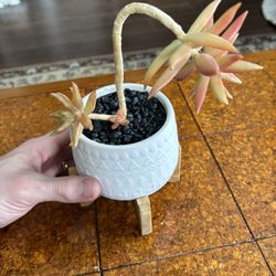 Succulent With Pot And Stand