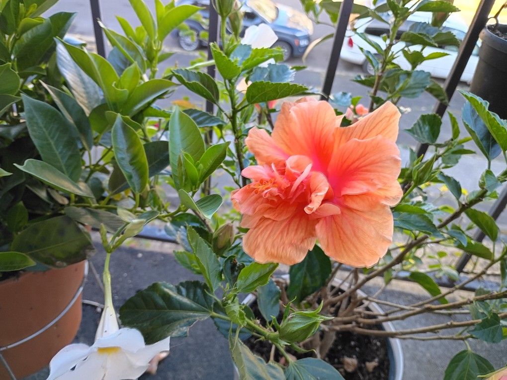 Variety Of Flowers ๐บ