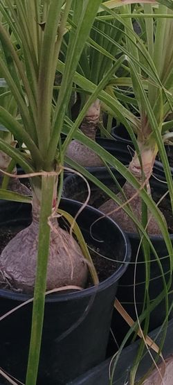 Ponytail Palm  Rooted swollen bulb