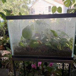 Fish Tank with Pothos