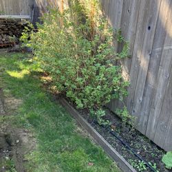 Gooseberry Bushes