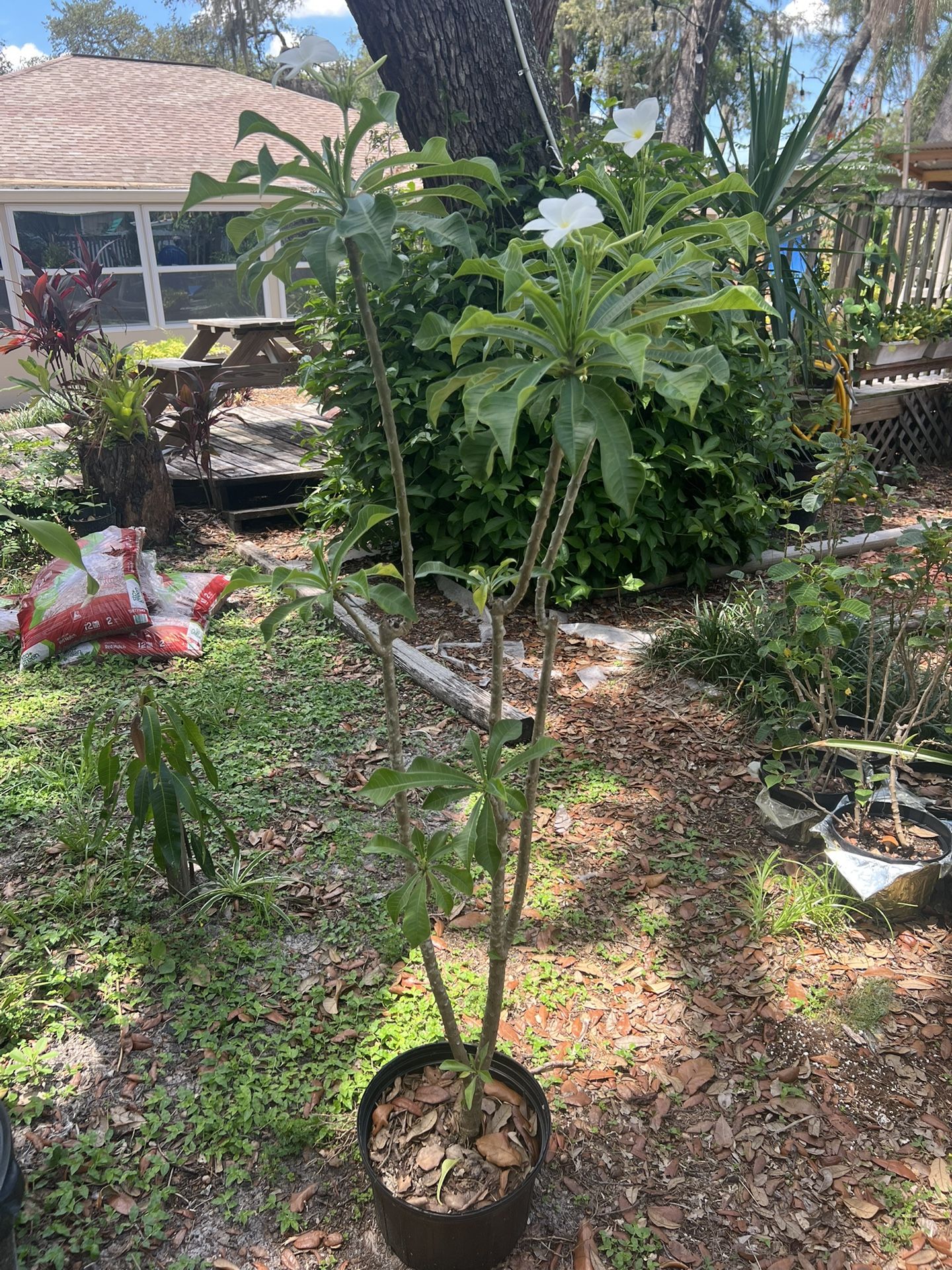 White Plumeria(4ft Tall