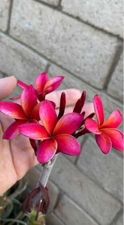 Plumeria or frangipari