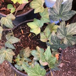 Planta De Enredadera