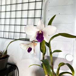Dendrobium Orchid IN BLOOM NEED GONE