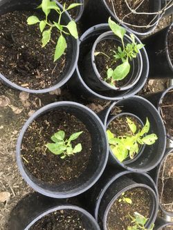 chile plants