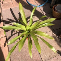 Large Bromeliad 