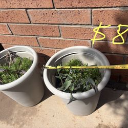 Purple Hearts with Flower Pots