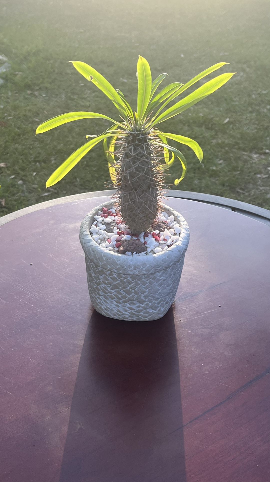 Very Healthy Madagascar Palm Tree In Nice Vase