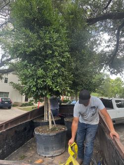 Holly trees
