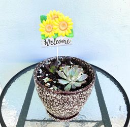 Succulent For Sale🪴Potted In New Ceramic Planter 🪴
