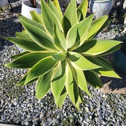 Agave Attenuata Foxtail Ray Of Light Variegated Large