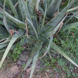 Fresh Aloe Vera
