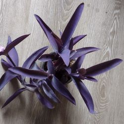 Purple heart plant