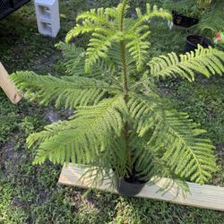 Norfolk Island Line Tree Plant 