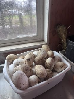 Fertile Goose Eggs