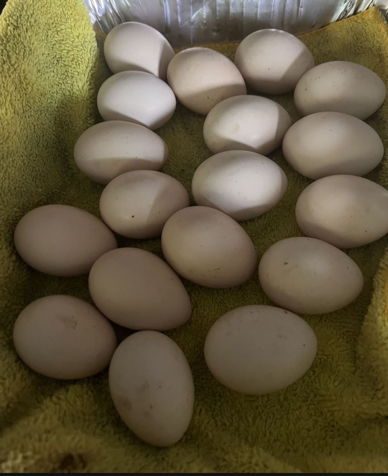 Ayam Cemani New Low Price 12 Fertile Eggs For $75