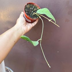 4” hoya meredithii