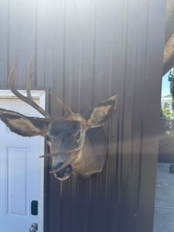 *** Whitetail non typical antlers***