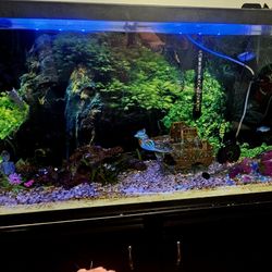 60 Gallon Aquarium W/filter and Cabinet Stand