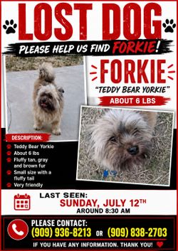 Lost our baby Forkie ! Please help