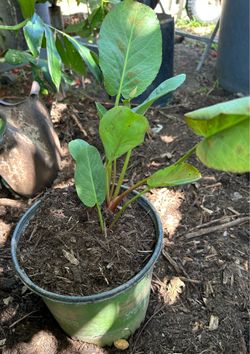 Yerba del Manzo