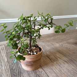 Large Dwarf Jade Plant/Elephant Bush