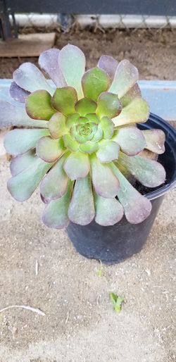 Aeonium natural plant
